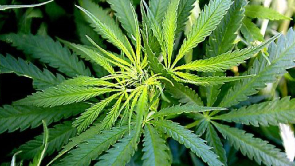 De l'herbe séchée et des plants de cannabis ont été saisis dans la maison du suspect à Gruchet-le-Valasse (illustration)