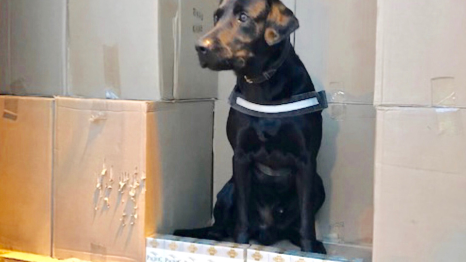 Plus de 13 tonnes de cigarettes de contrebande saisies par les douaniers de Dunkerque 