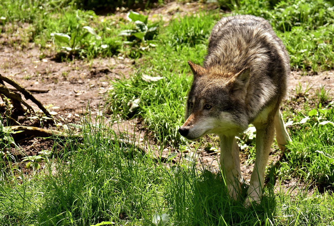 Pas de loup en forêt de Lyons, selon le rapport d'edxpertise de l'Office de la cahsse (Illustration © Pixabay)