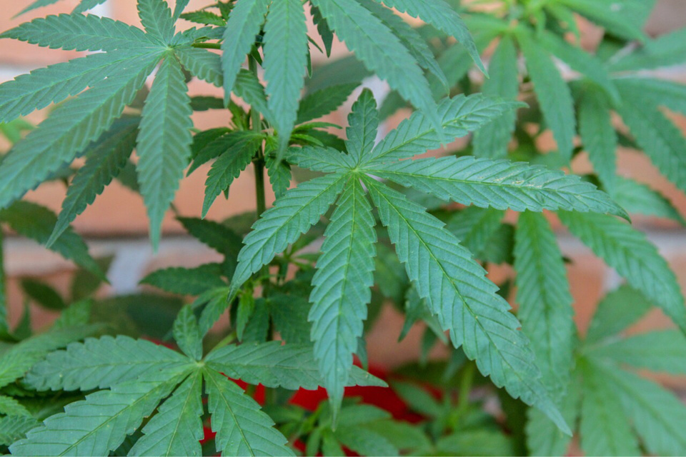 Des plants de cannabis poussaient tranquillement dans le grenier - Illustration @Pixabay