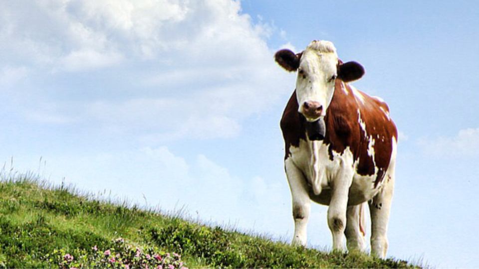 L’animal a été remonté à la surface à l’aide de sangles et d’une fourche de tracteur - Illustration @ Pixabay