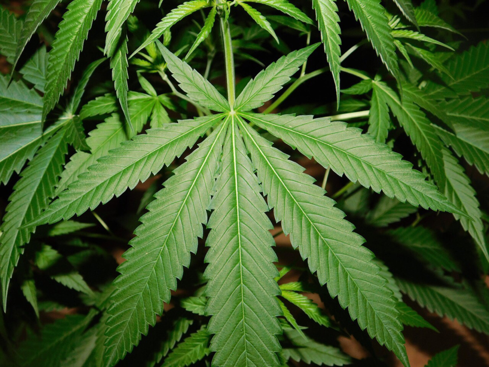 Cinq plants de cannabis ont été découverts au domicile du jeune homme à Nanterre - illustration @ Pixabay