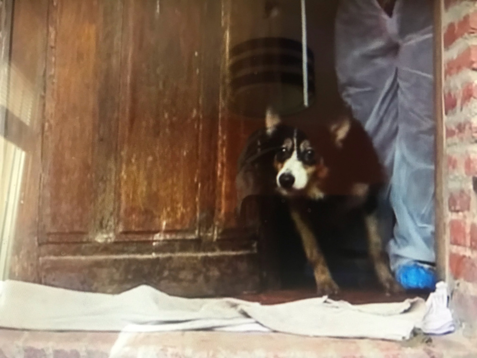 Trois cheins border-collie vivaient reclus dans leurs excréments, selon la SPA - Photo extraite de la vidéo SPA