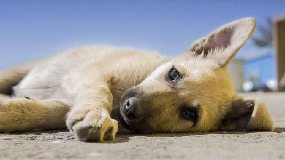 L’animal était sous alimenté et enfermé dans cagibi - Illustration @ Pixabay