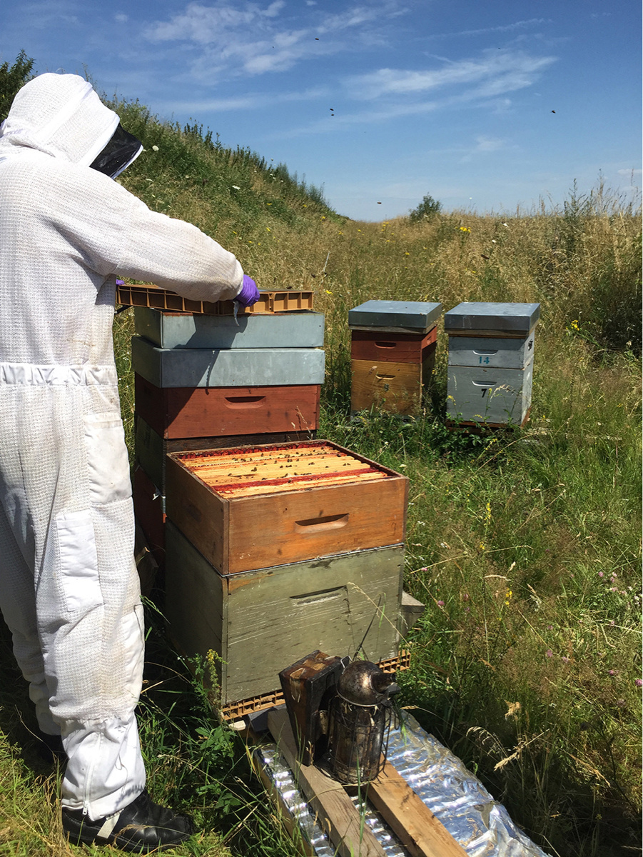 Dans le cadre du plan départemental de sauvegarde des messicoles et des pollinisateurs, des ruches ont été installées en 2018 au domaine d'Harcourt et sur le site archéologique de Gisacum - Photo © Département 27
