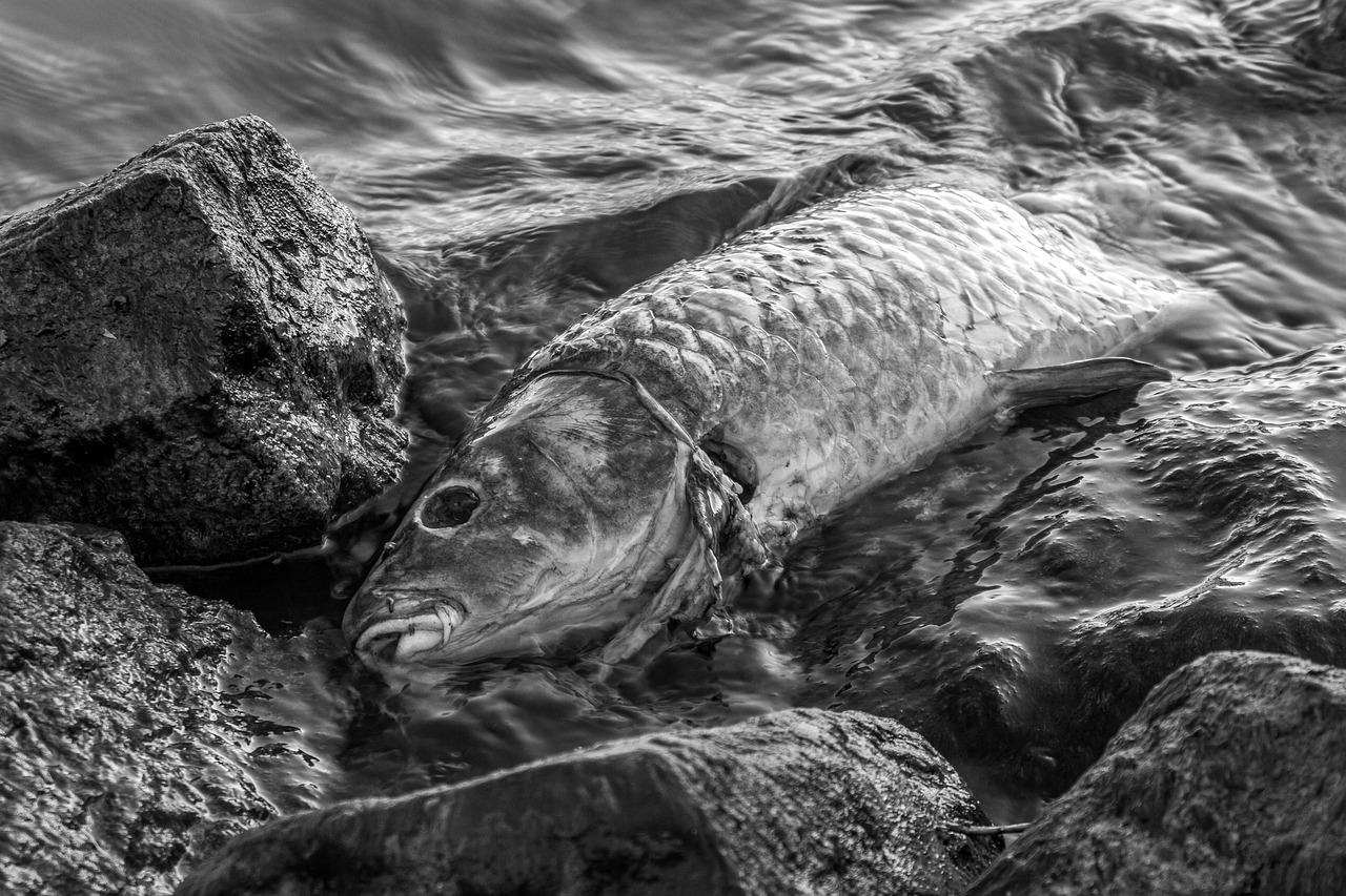 Près de 7 tonnes de poissons sont morts en quelques jours dans la Seine des suites de la pollution - Illustration © Pixabay