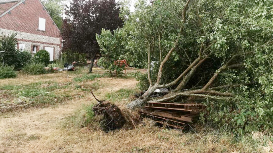 De violents orages ont éclaté en fin d'après-midi jusqu'en début de soirée en Seine-Maritime et dans l'Eure. Ils ont eu raison de cet arbre qui s'est déraciné sous la force des rafales à Vatteville, dans le secteur des Andelys (Eure) - Photo © C.L. / infonormandie