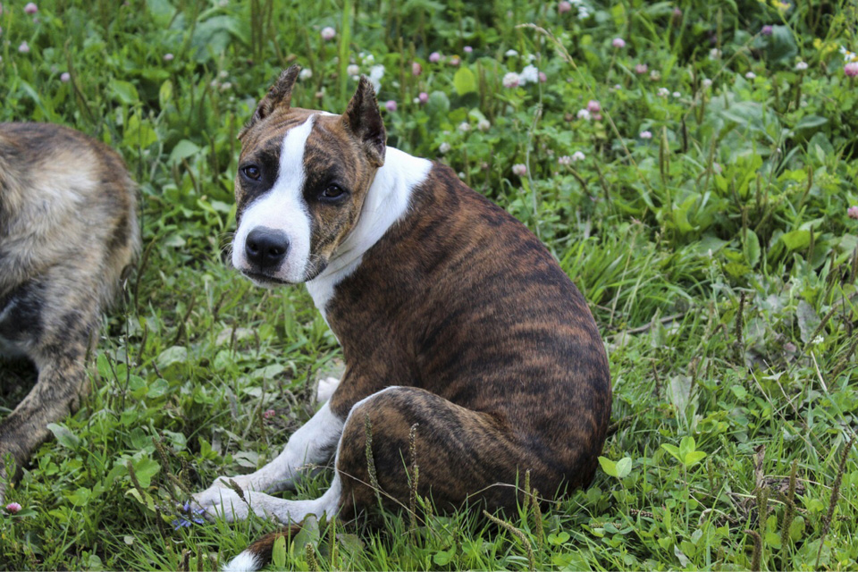 On ignorait ce matin si l'animal a été retrouvé - illustration @ Pixabay