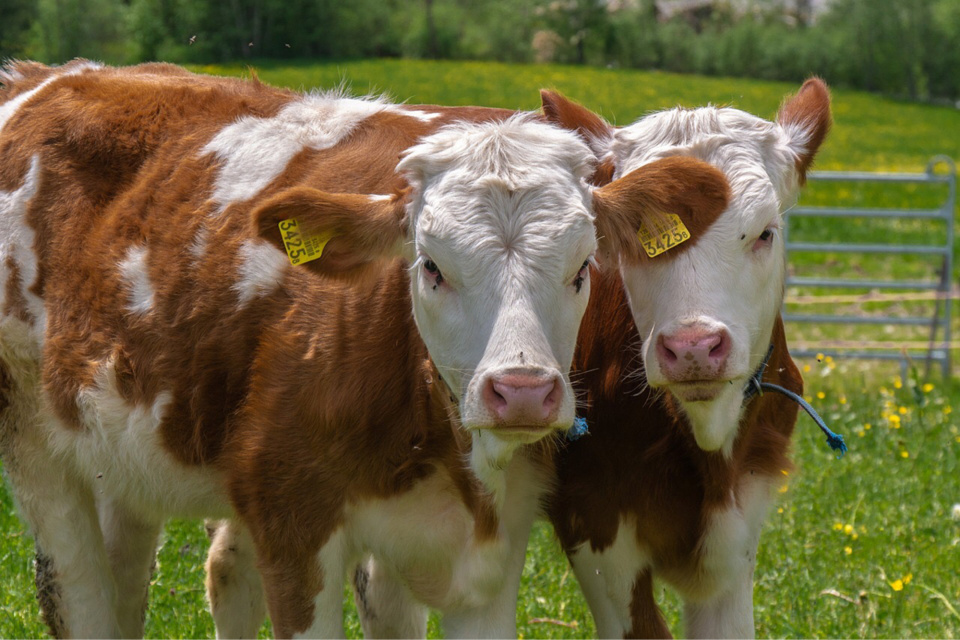 Une dizaine de vaches ont été tuées - illustration @ Pixabay