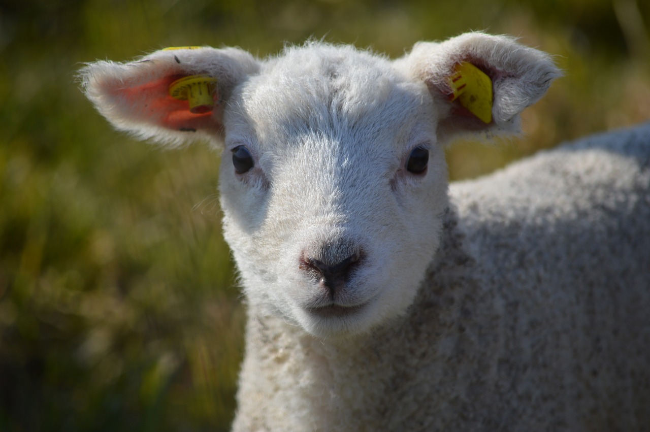 L'agneau faisait partie du cheptel dédié à l'éco-pâturage - illustration © Pixabay