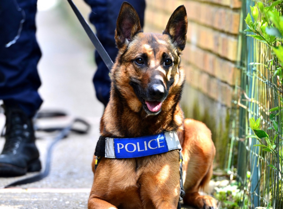 La trace de l’un des braqueurs a été retrouvée par le chien pisteur de la police - photo @ PoliceNat78/Twitter