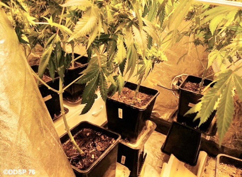 Les plants de cannabis ainsi que le matériel nécessaire à leur culture et au conditionnement ont été saisis - Photo © DDSP76