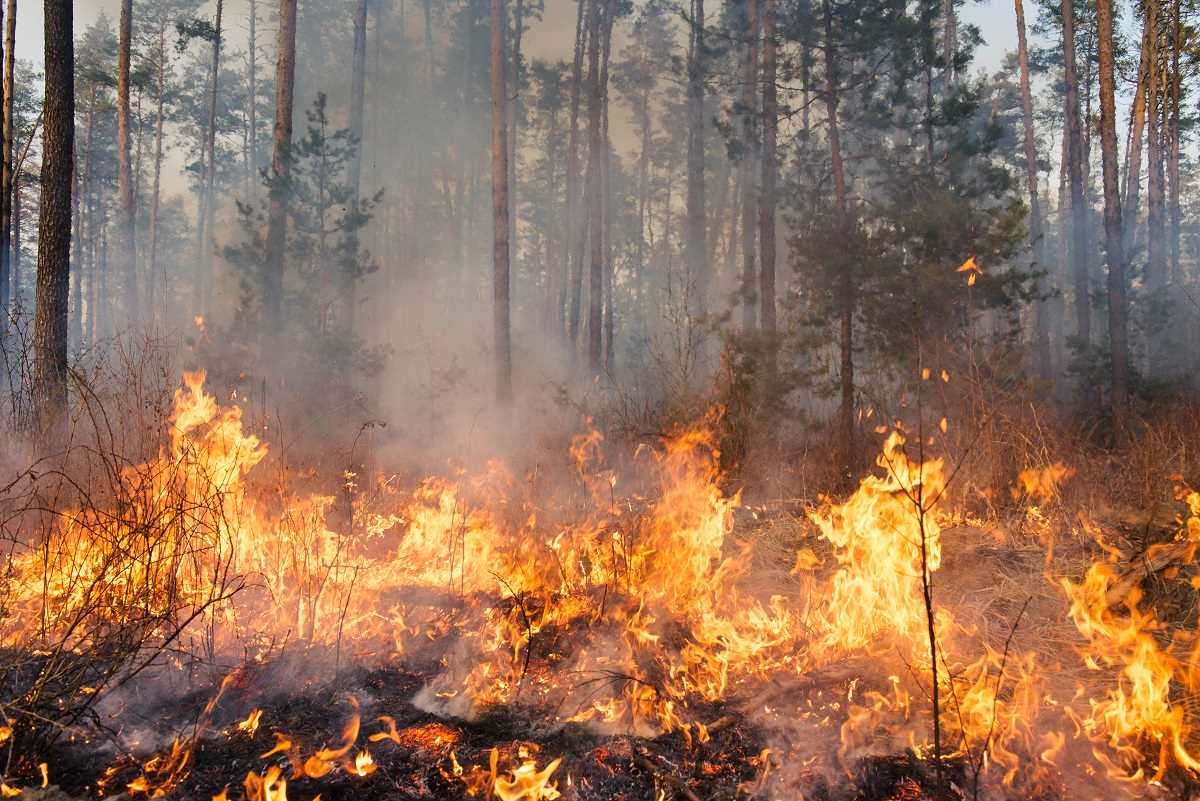 10 hectares de forêt avaient brûlé à 17h30, et le feu continuait de menacer  les parcelles environnantes - Illustration © Adobe Stock