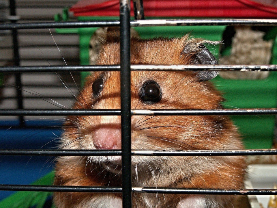 La cage de l’hamster a été projetée au sol par l’un des protagonistes - illustration @ Pixabay