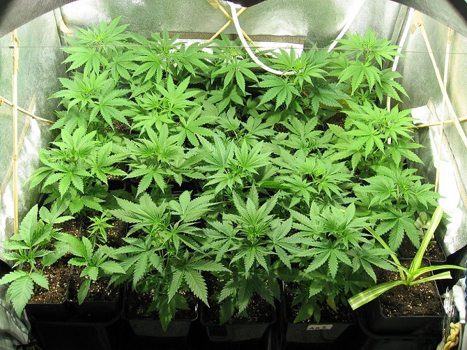 Les policiers ont saisi entre autres 11 plants  de cannabis en pot  - Illustration