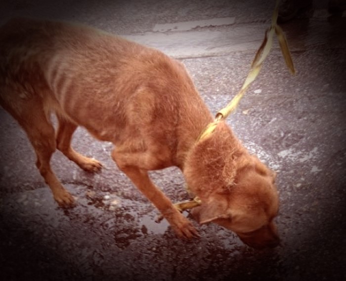 La chienne a été confiée au refuge d’Étretat - Photo @ Association Stéphane Lamart