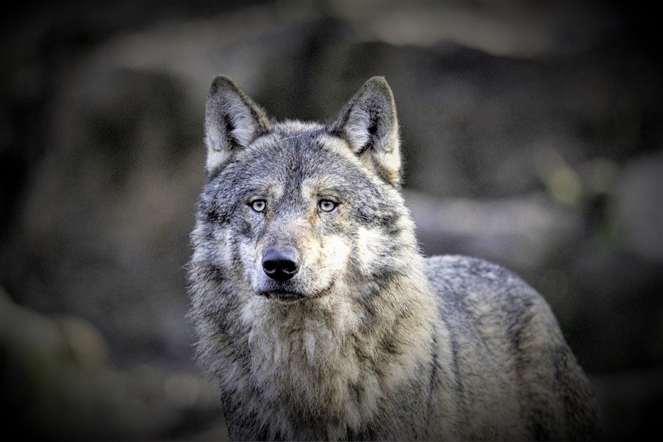 Le réseau loup lynx national a validé l’observation visuelle d’un loup gris dans le secteur de Vernon le 11 novembre 2021  - Illustration © Pixabay