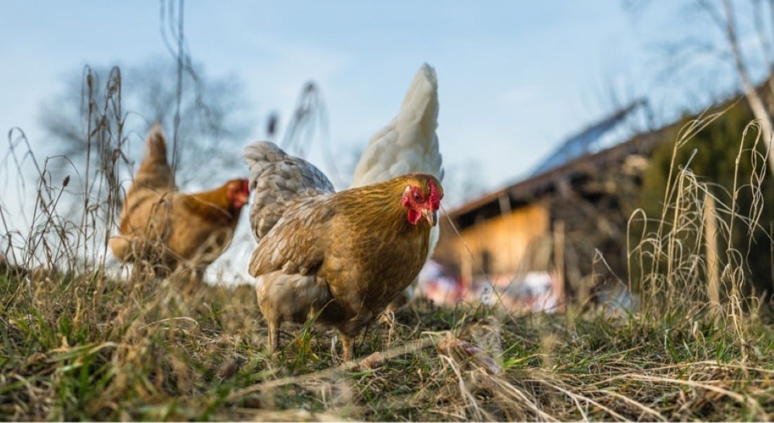 Deux cas de grippe aviaire ont été détectés en Seine-Maritime, dans un élevage du pays de Bray et une basse-cour du pays de Caux - Illustration © Pixabay