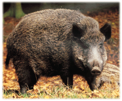 Un sanglier rebelle abattu par les policiers dans une propriété privée à Bihorel
