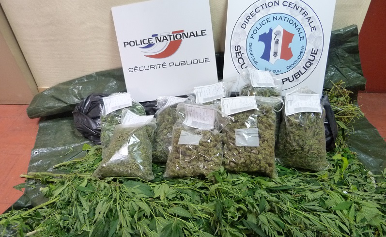 Les sachets en plastique contiennent 2,5Kg de têtes de cannabis dont la valeur marchande représente plusieurs milliers d'euros (Photo DDSP)