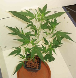 Les policiers ont saisi quatre plants d'herbe de cannabis (Photo d'illustration)
