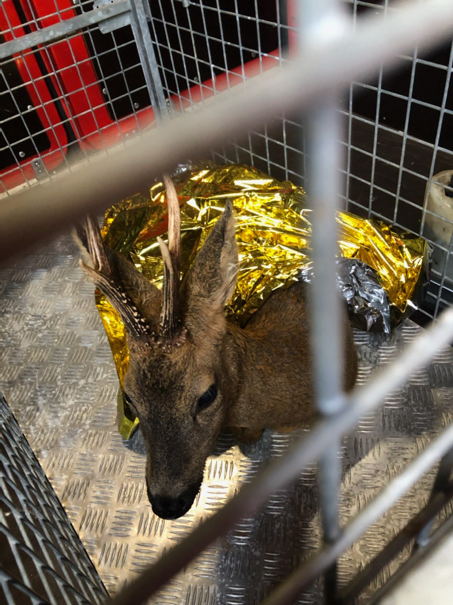 Le jeune chevreuil a été récupéré sains et sauf par les sapeurs-pompiers et remis à l’association Le Chêne a Allouville-Bellefosse - Photo @ Sdis76 / Twitter