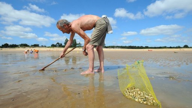 Le ramassage des coquillages filtreurs est interdit jusqu'à nouvel ordre entre le Cap d'Antifer et Veulettes-sur-Mer, en Seine-Maritime (Photo d'illustration)