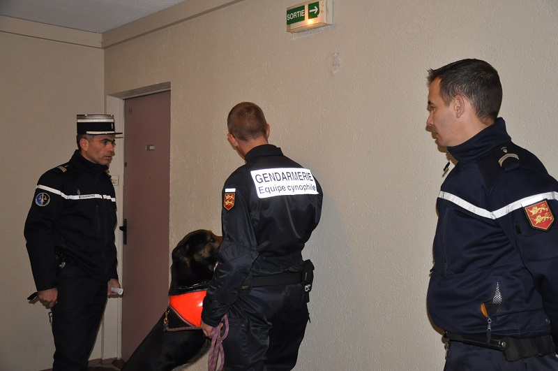 Le chien spécialisé dans la recherche de produits stupéfiants a inspecté les moindres recoins dans les parties communes de certains immeubles suspectés d'abriter de la drogue (Photo @infoNormandie)