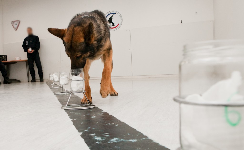 Les chiens anti-drogue de la police sont entraînés à détecter toutes sortes de produits stupéfiants (Photo @DGPN)