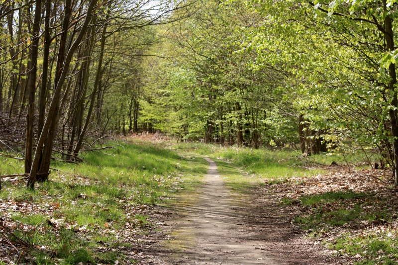 Il avait caché en forêt le corps d'une femme morte pour squatter son appartement à Grand-Quevilly