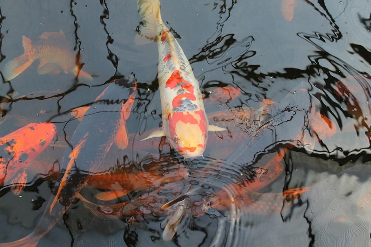 La carpe koï ou carpe d'ornement est un poisson prisé dans le monde entier - Illustration © OPixabay