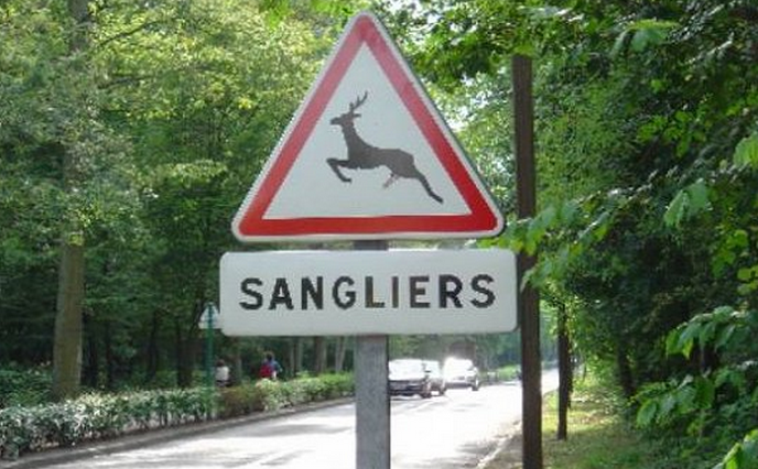 Les sangliers comme tous les grands animaux représentent un réel danger pour les usagers de la route (Photo d'illustration)