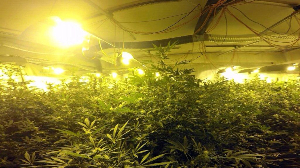 La villa de 300 m2 était entièrement équipée pour la culture d'herbe de cannabis (Photo Douane française)