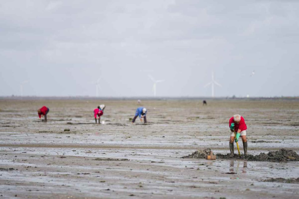 La pêche à pied et la baignade sont interdites sur la plage de Merville-Franceville - Illustration © iStock