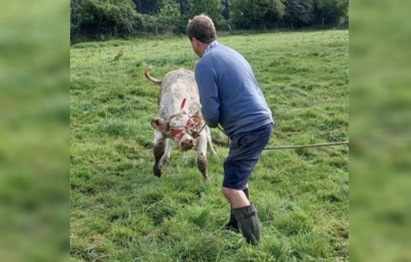 L'animal a retrouvé le plancher des vaches après quelques heures d'effort pour le dégager de sa mauvaise posture - Photo © Sdis76