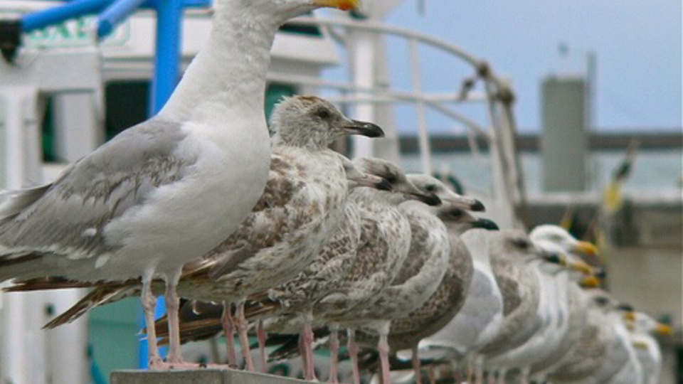 Au Havre, la chasse aux nuisances sonores passe par la stérilisation des œufs de goélands 