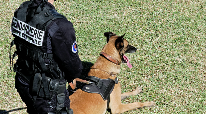 Les gendarmes ont mobilisé leur chien pisteur (Illustration)