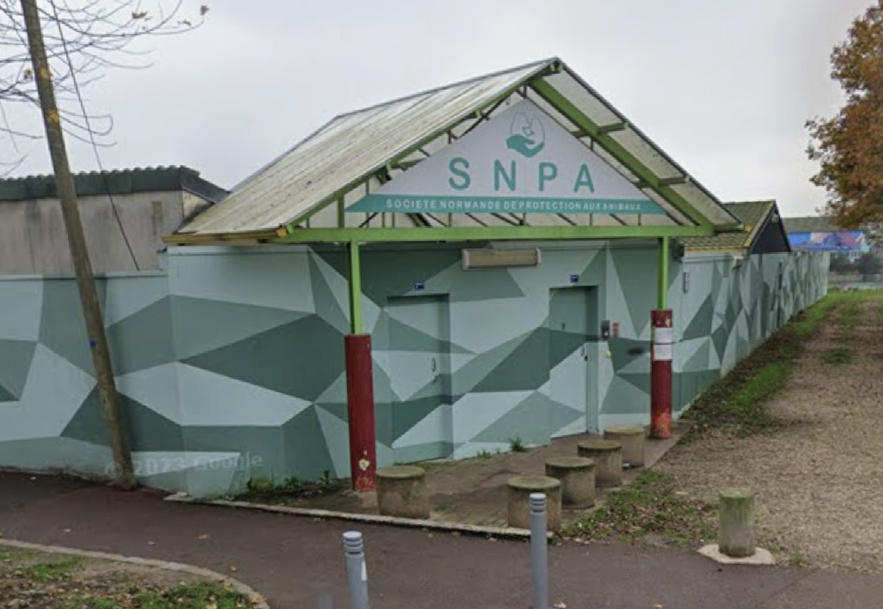 L’animal de compagnie a été confiée au refuge de la SNPA de Rouen - illustration