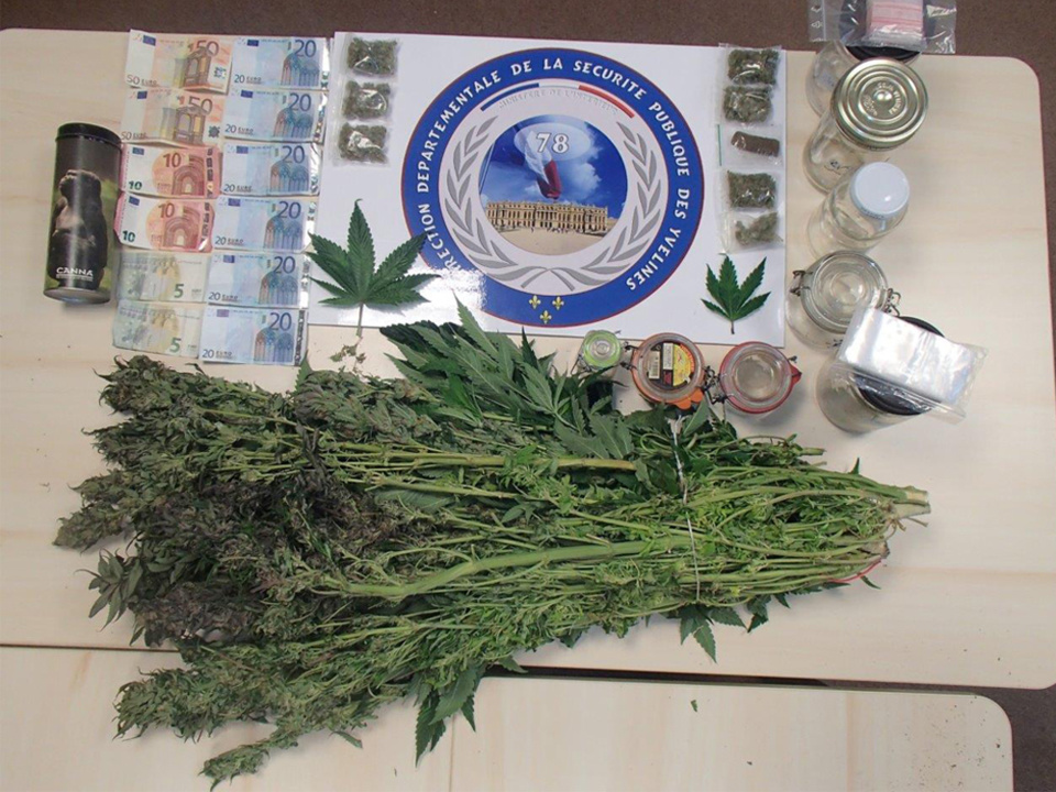 Les plants de cannabis saisis par les policiers représentent une valeur à la revente estimée entre 25 000 et 30 000 euros (Photo @DDSP78)