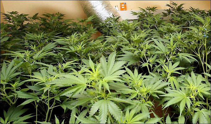 36 plants d'herbe de cannabis ont été découverts dans le sous-sol du pavillon du harfleurais (Photo d'illustration)