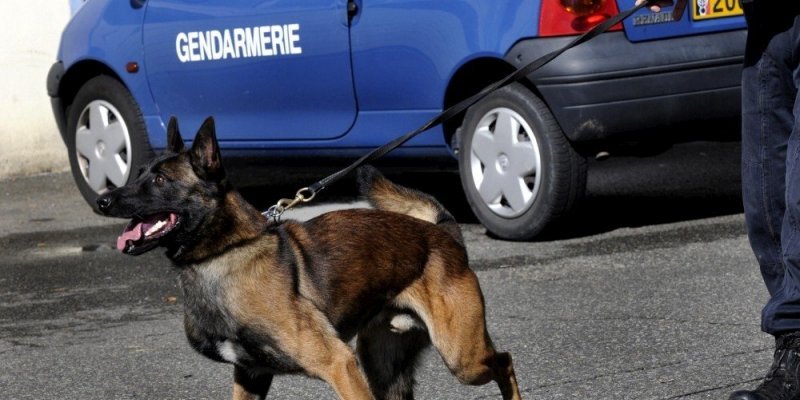 Gun, le chien pisteur et de défense de la gendarmerie de Bernay, a permis de neutraliser le détenu en cavale qui prenait la fuite  (Illustration)