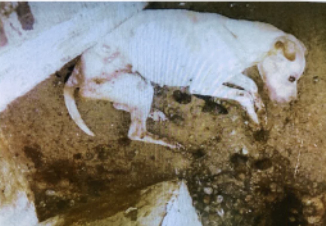 L’animal avait été découvert agonisant dans un cagibi - photo Association Stéphane Lamart