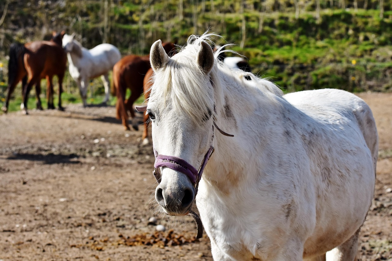 Quinze chevaux mutilés, cinq morts : l'enquête des gendarmes qui a duré trois mois a permis d'interpeller un suspect, un jeune homme qui a été placé en détention provisoire-  Illustration Ralphs / Pixabay
