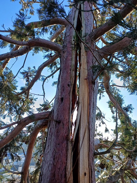 La ville confirme que l’arbre, malgré ses blessures, sera conservé. - Photo Ville d'Evreux