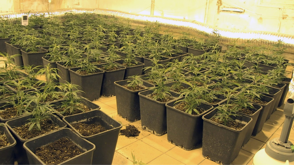 Plus de 900 pieds de cannabis saisis par la douane dans une "ferme" près de Paris 
