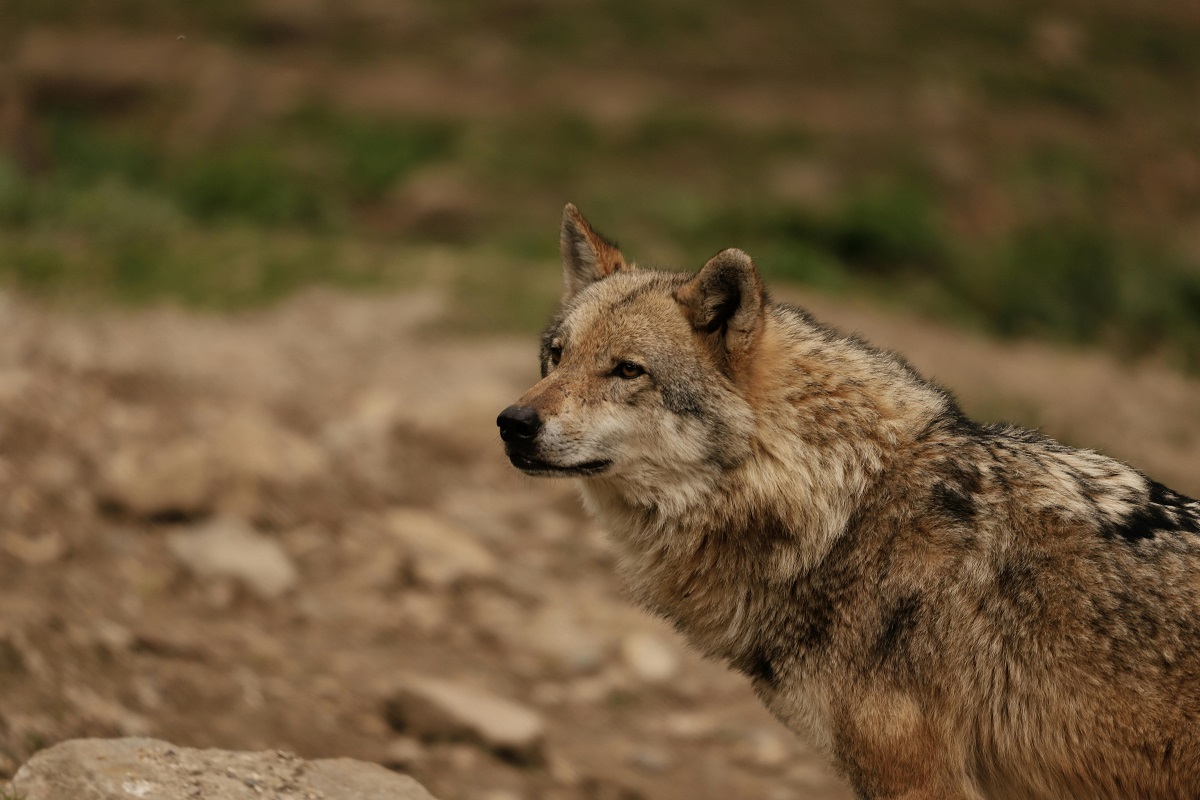 La détection d’un animal ne signifie pas automatiquement qu’il s’installe durablement dans le département.- Photo d'illustration Pexels/Christina & Peter