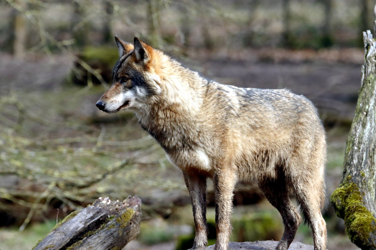 Selon la préfecture, l’animal est « en bon état de santé » et sera équipé d’un collier GPS afin de suivre son adaptation au milieu naturel. - Photo d'illustration © Pexels