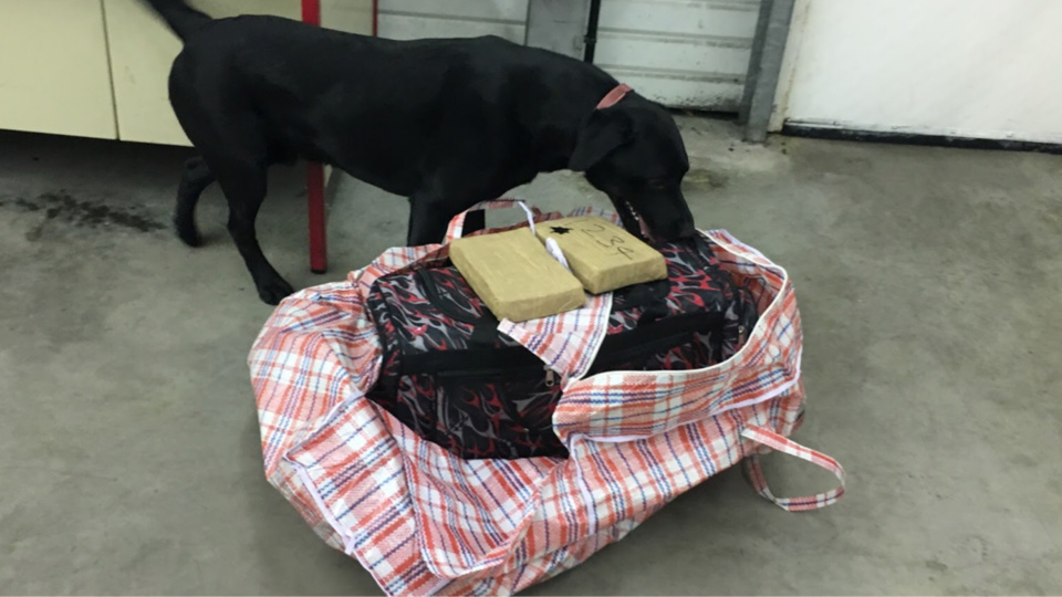 Le chien anti-drogue a rapidement reniflé les sacs qui contenaient la cocaïne (Photos@Douane française)