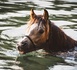 Eure : un cheval tombé dans une piscine secouru par les sapeurs-pompiers au Cormier