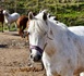 Chevaux mutilés en Seine-Maritime : un homme d'une vingtaine d'années écroué après trois mois d’enquête